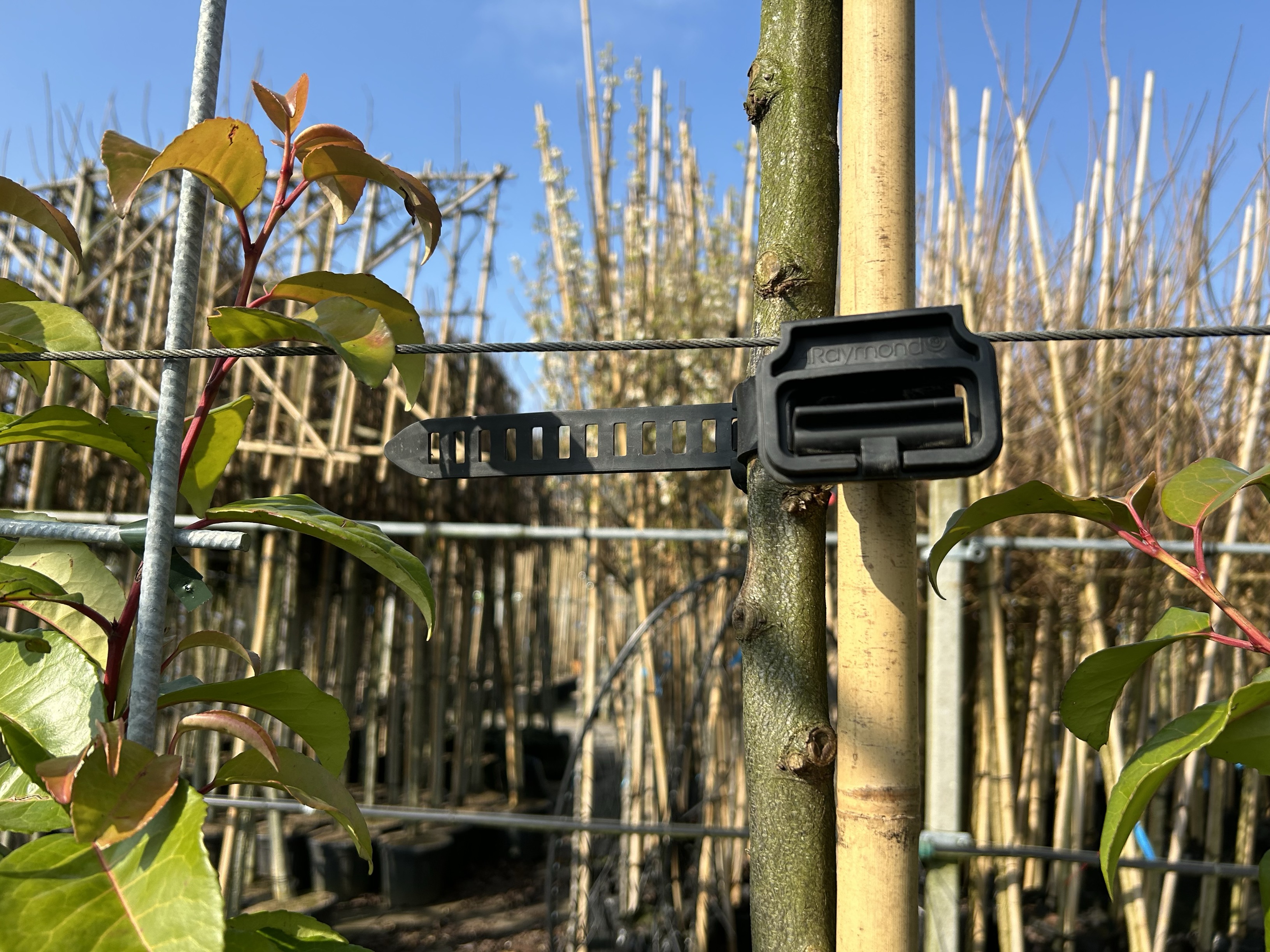 News: Mabo Tree Nursery has been using Agilo for the past two years