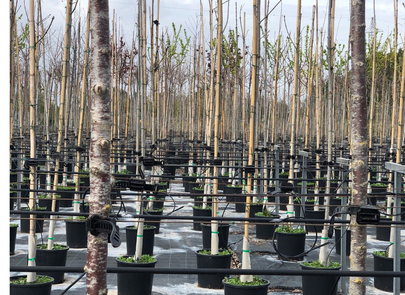 Agilo products in trees nursery