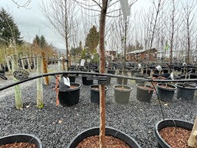 Armitage tree nursery