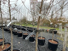 Armitage tree nursery