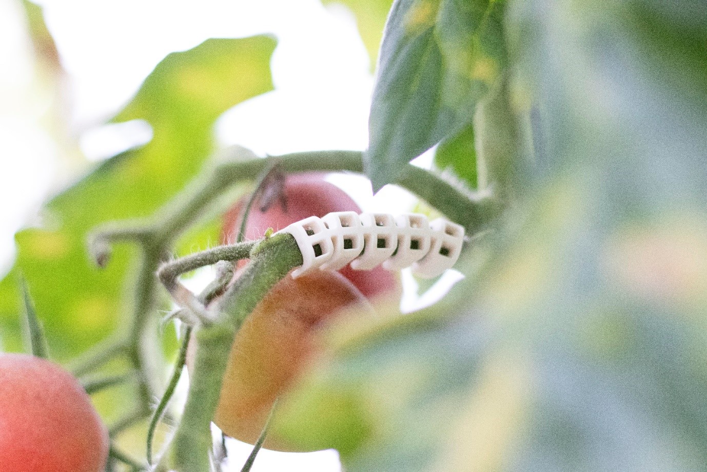 Agilo on tree