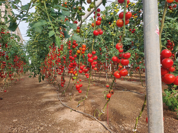 Cultivo tomates