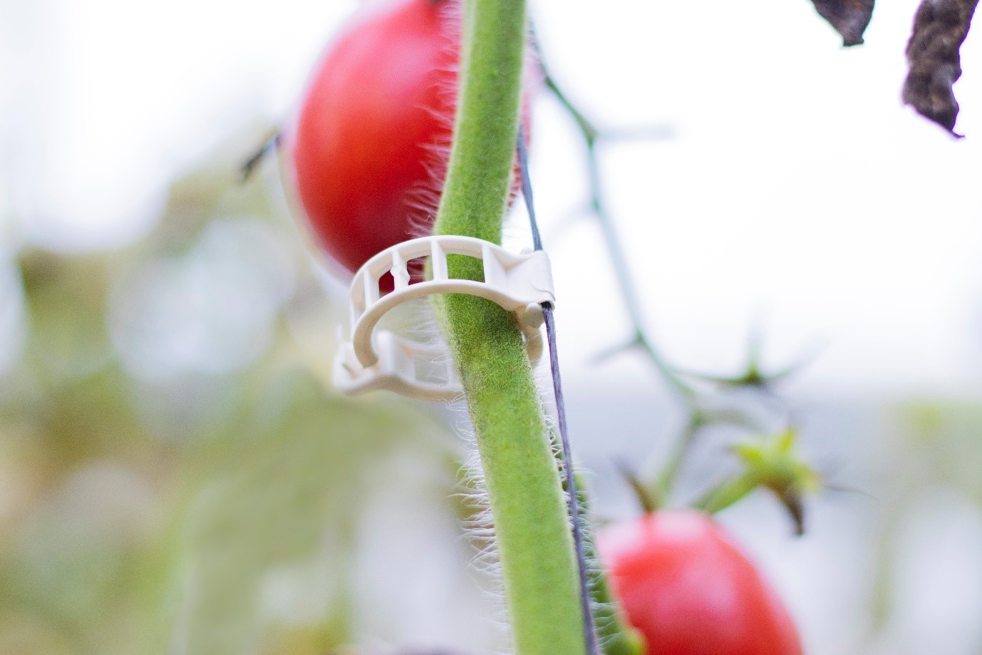 Biodegradable clips 