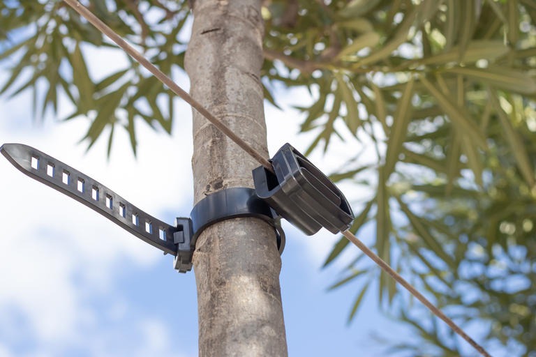 Agilo reusable fasteners securing young trees in a nursery