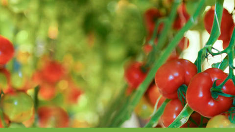 Tomatoes greenhouse Tomatoes greenhouse