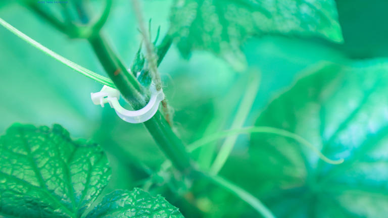 Biodegradable Easy Clip