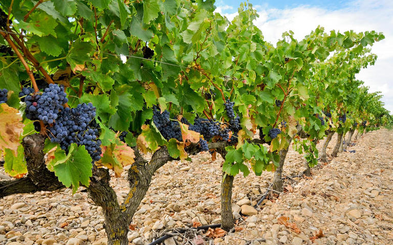 Clip de vigne Clip de vigne