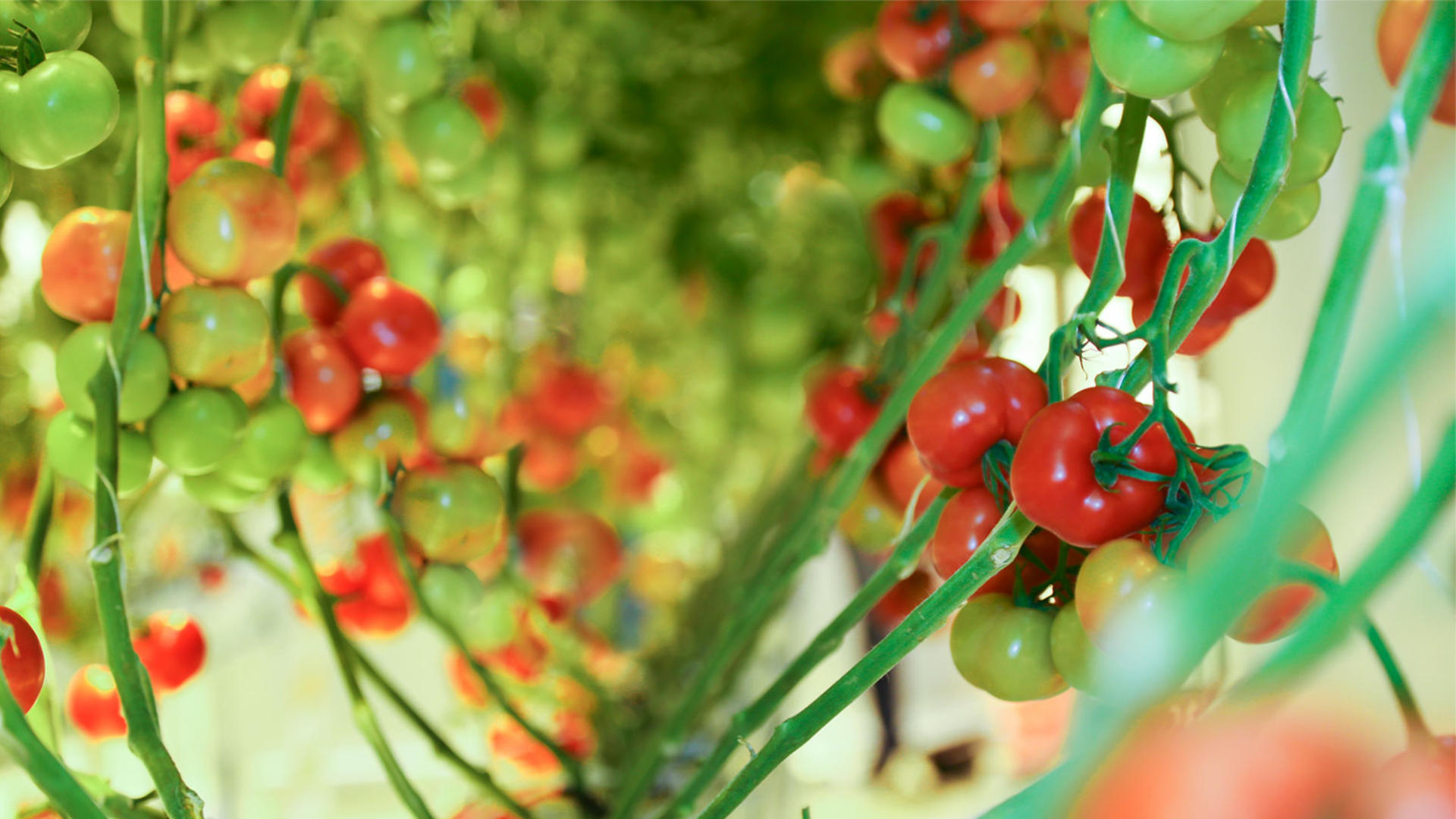 Tomates sous serre