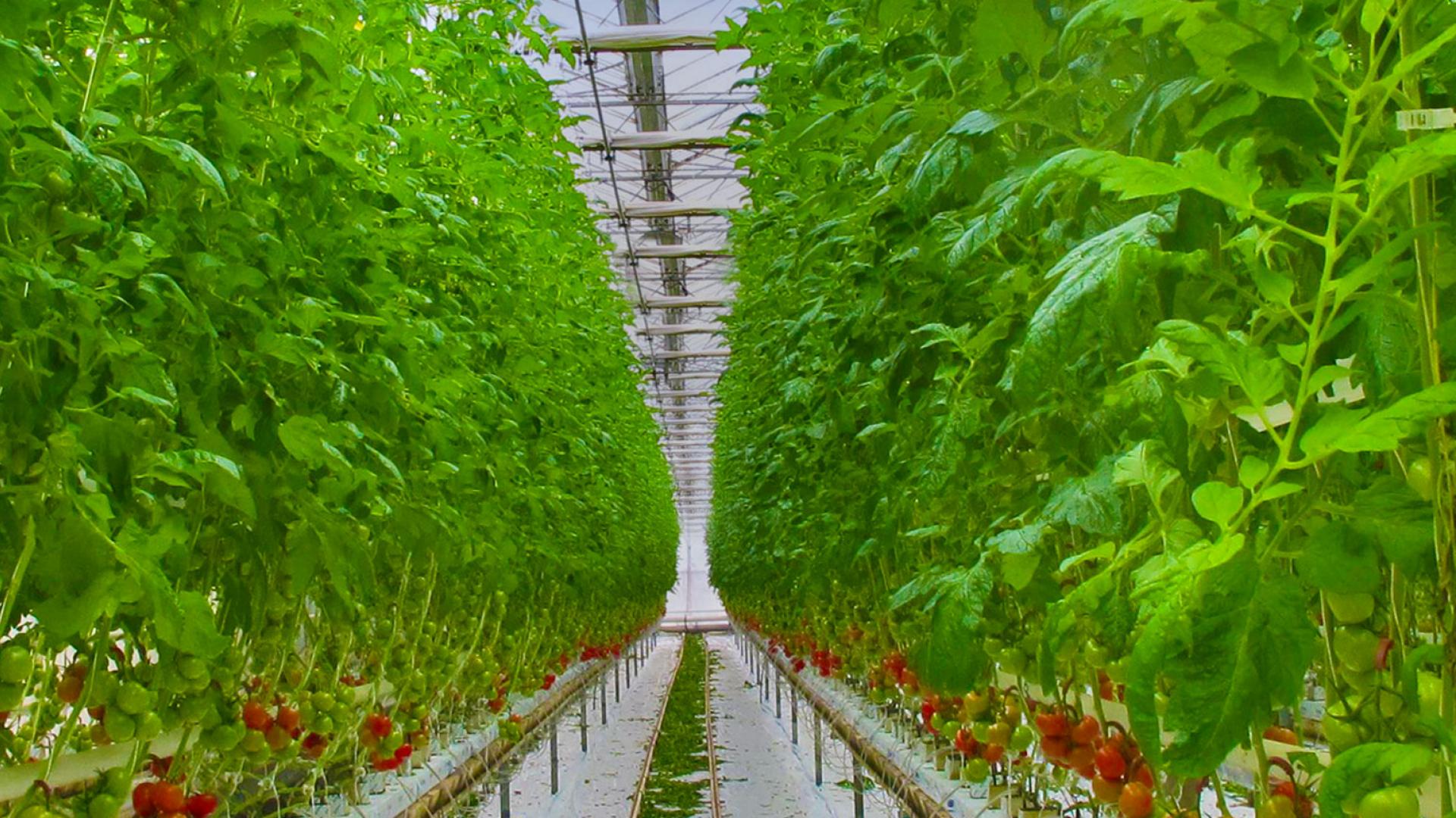 Innovative fastening solutions for crops
