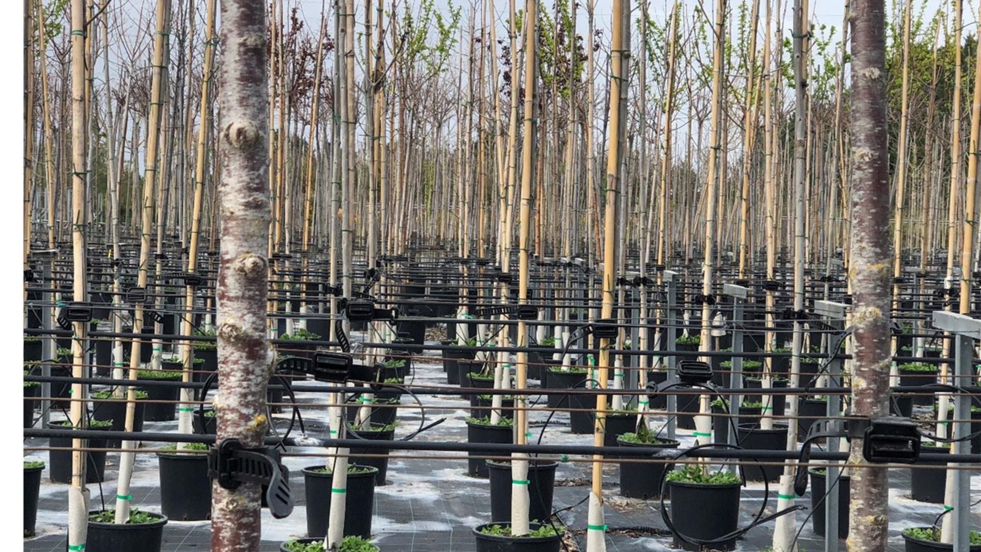 Agilo in tree nursery