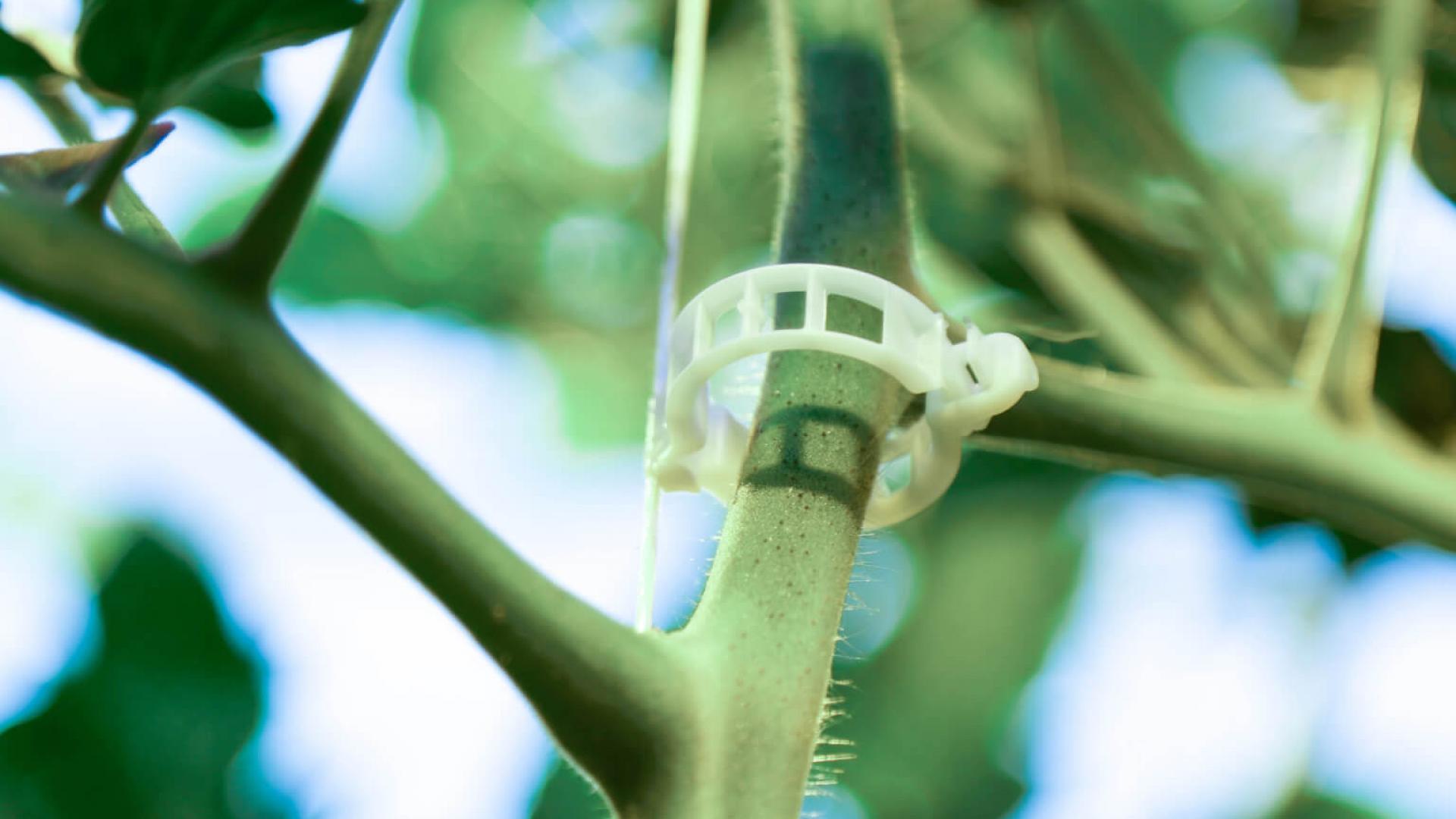 A biodegradable clip by ARaymond