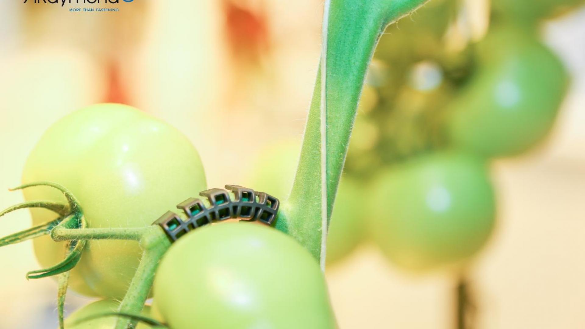 Tomatoes
