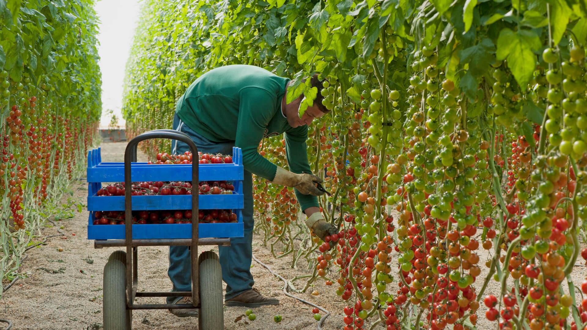 A worker harvesting tomatoes