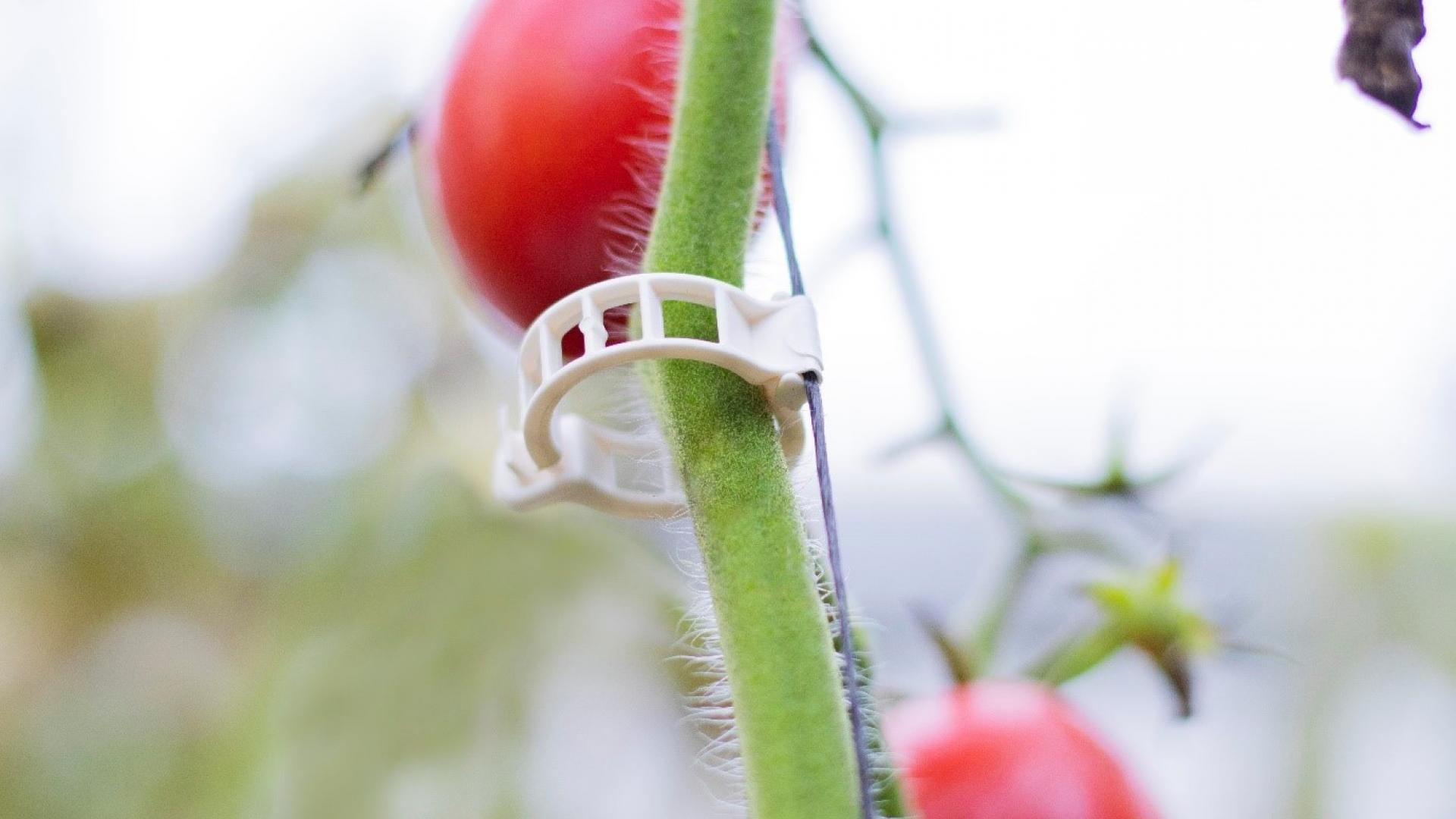 greenhouse clips by ARaymond