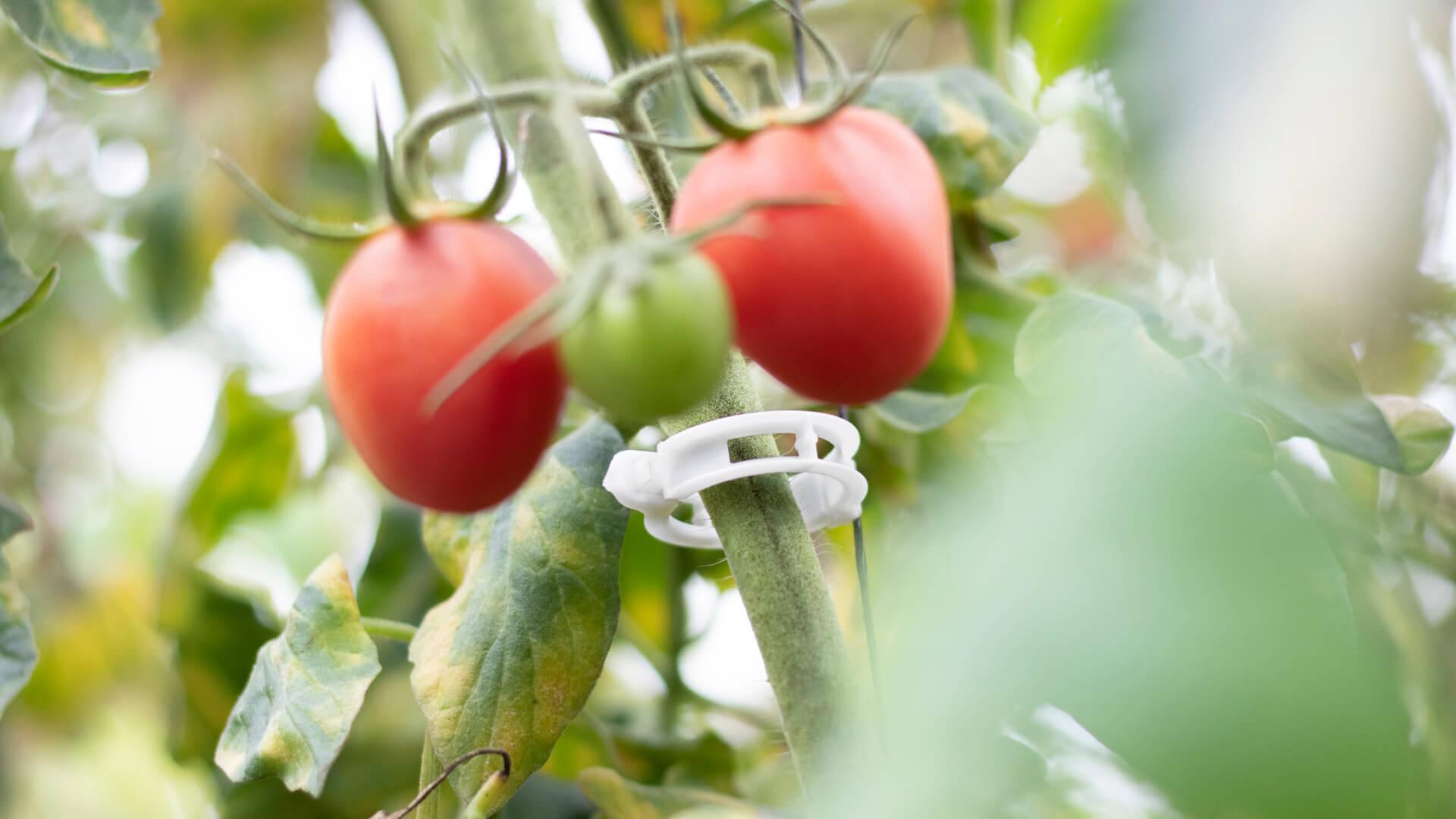 Soluciones BIO de ARaymond Agriculture para reducir residuos sin comprometer la productividad del cultivo