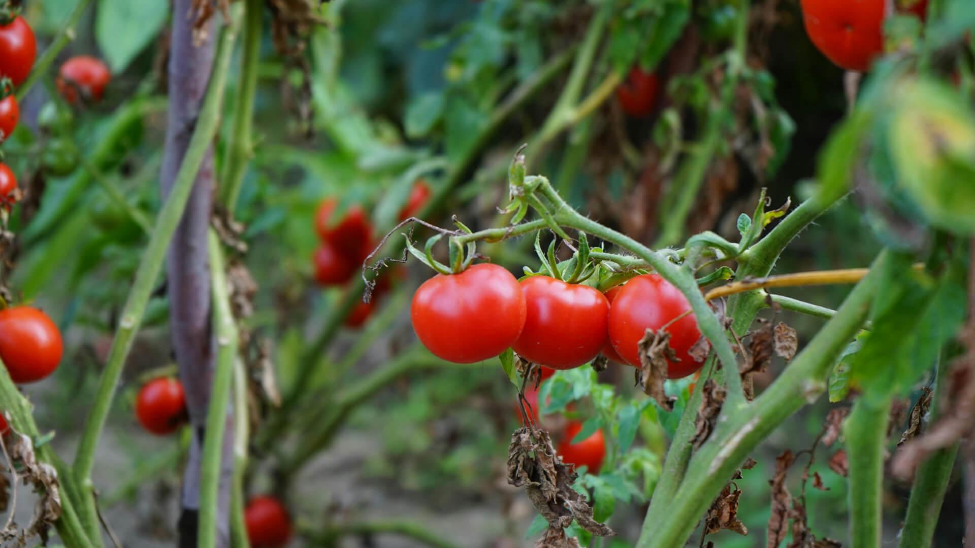 The future of nurseries: Efficiency, protection, and sustainability