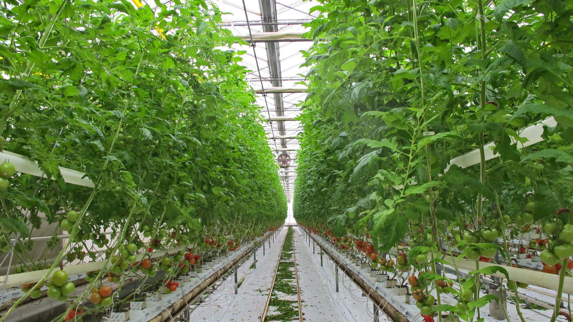 agriculture greenhouse