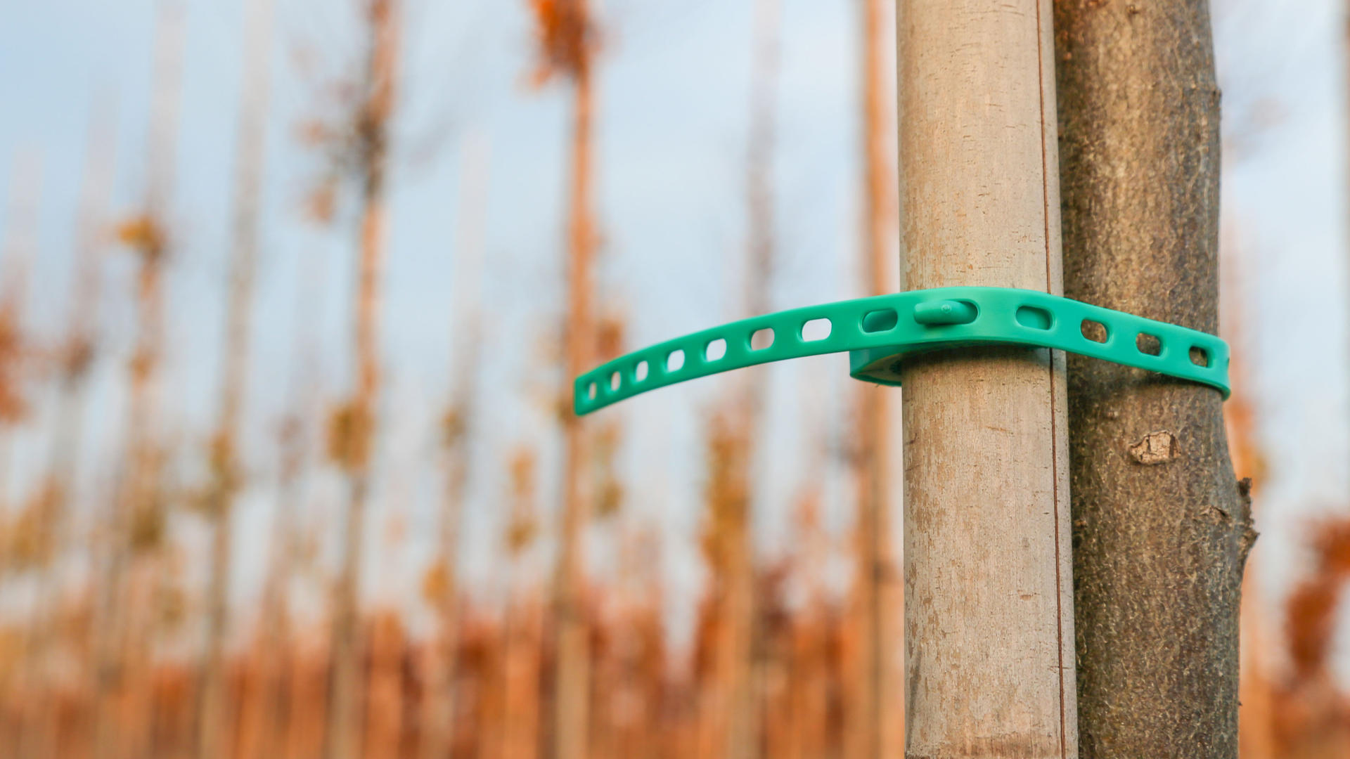 Tree nursery support 