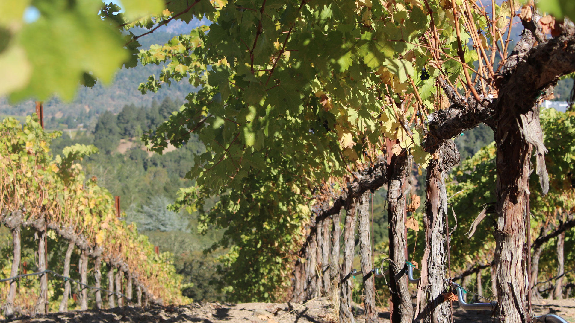 Solutions pour la viticulture 