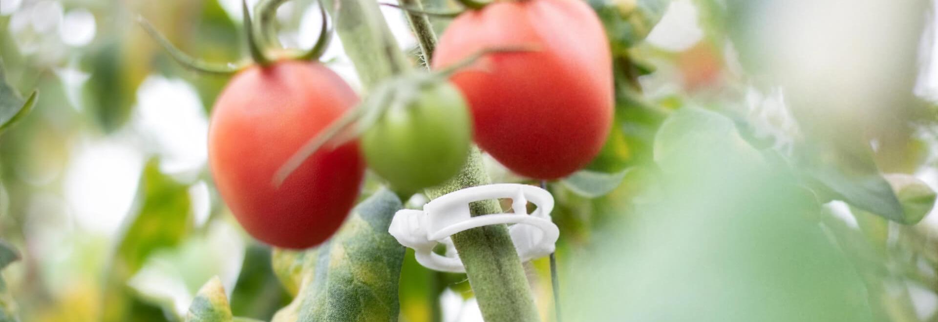 Fruit Attraction 2025