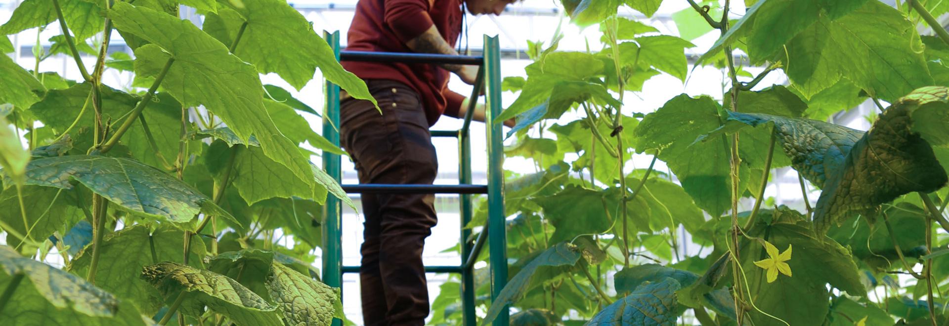 Canadian Greenhouse Conference