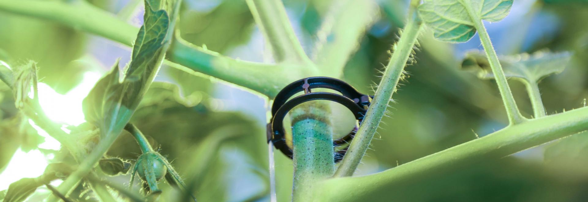 ARaymond’s Easy Clip 23mm- an optimised solution for greenhouse crop production