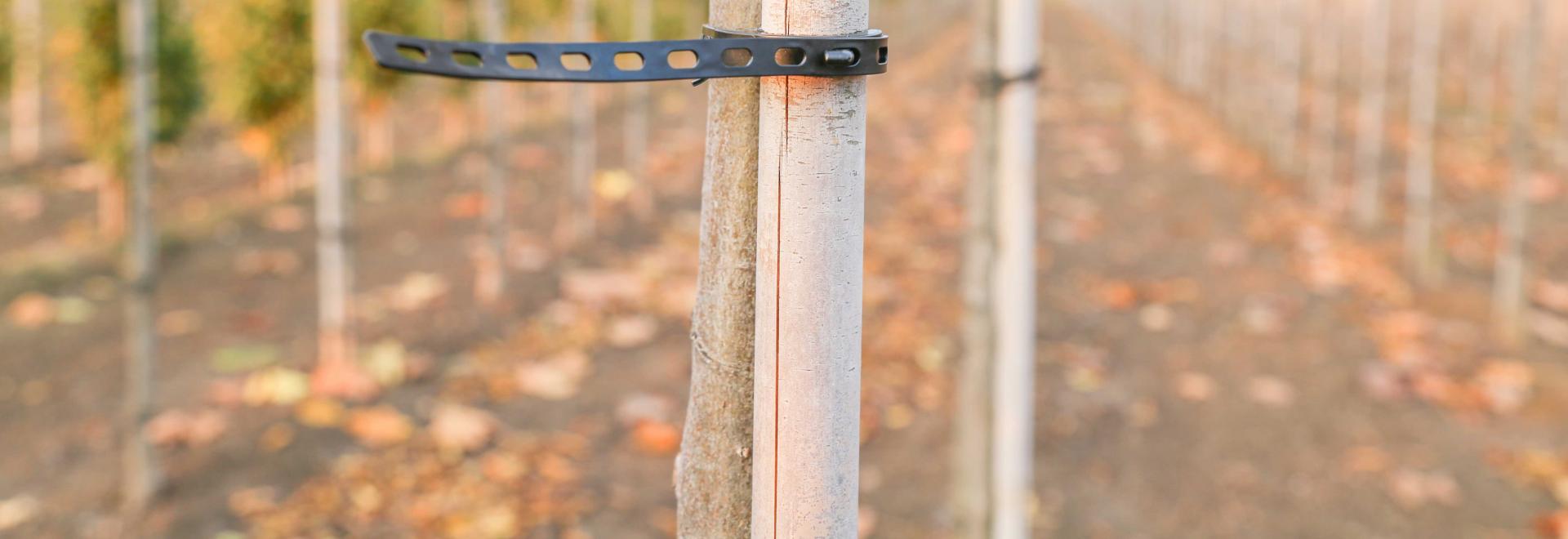 ARaymond launches an efficient and environmentally-friendly fastening system for use in alley tree nurseries.