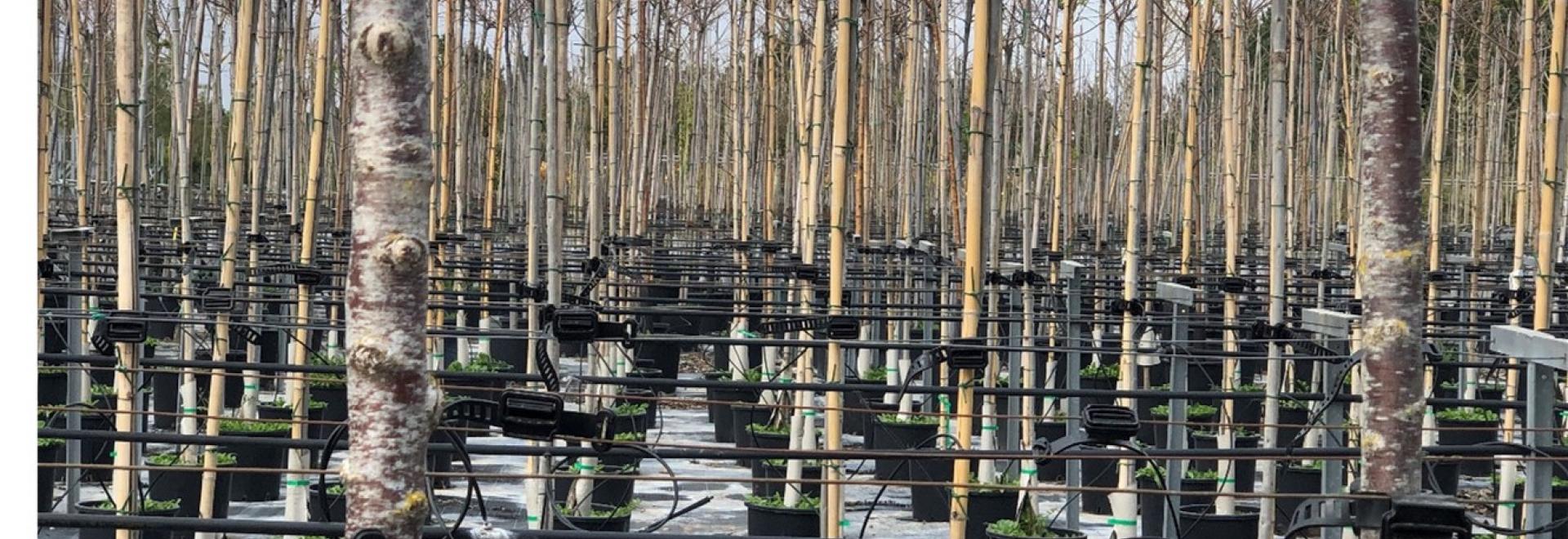 Viveros Sánchez : una empresa española que utiliza Agilo