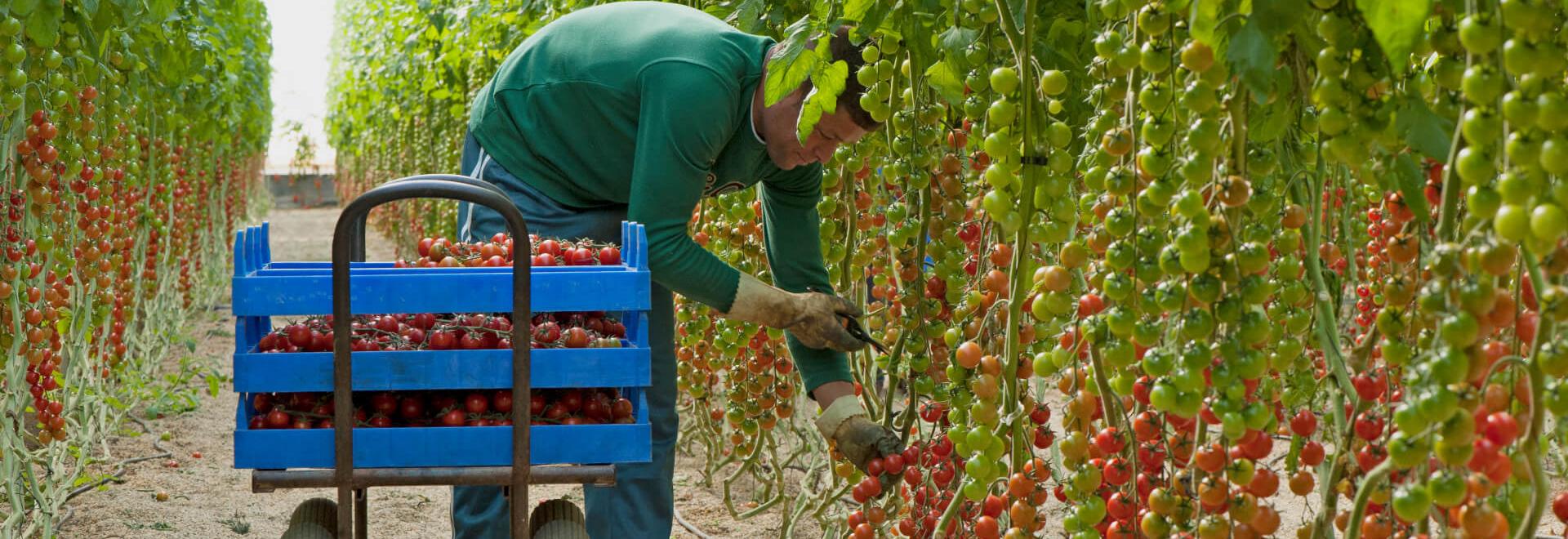 Twisting vs Clipping: ¿Qué técnica es mejor para tus cultivos? Twisting vs Clipping: ¿Qué técnica es mejor para tus cultivos?