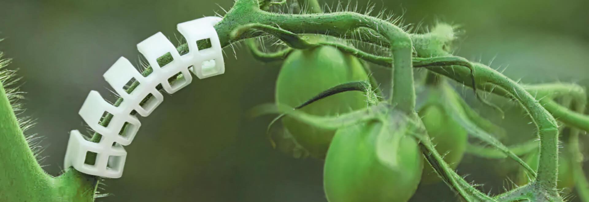 Best practices for supporting and protecting plants