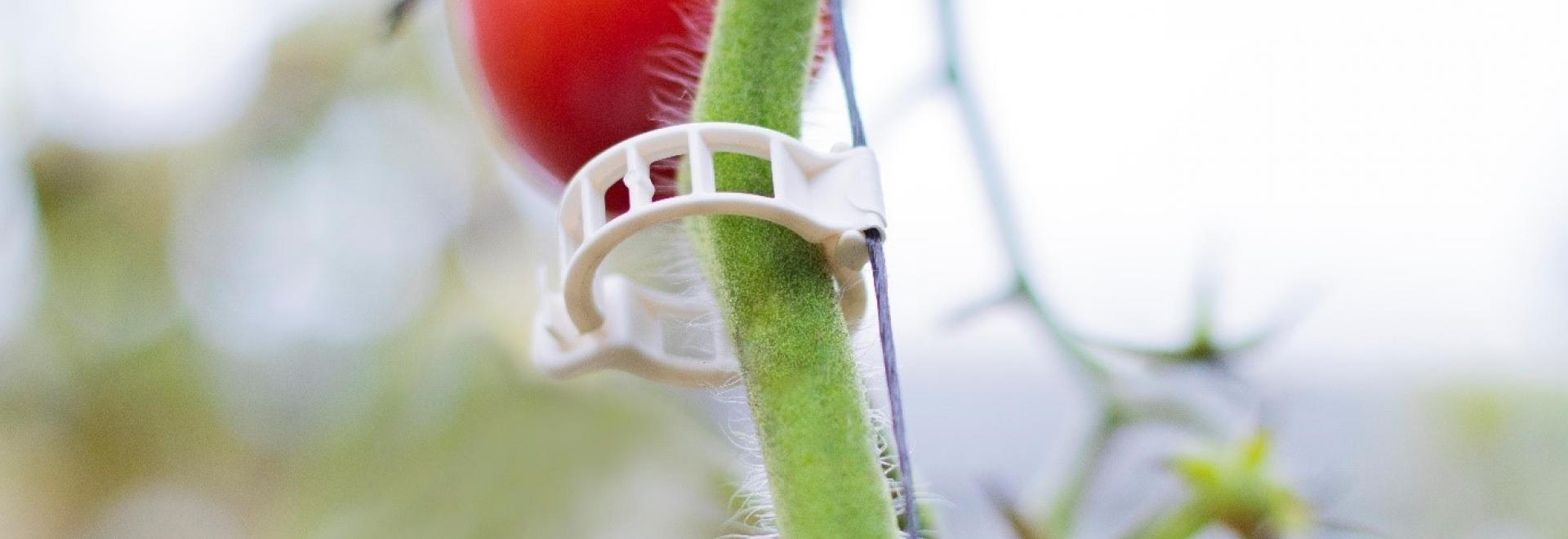 Meet the Supplier- An interview with BV Dis, suppliers of ARaymond’s Biodegradable 21S greenhouse clips and Flextruss supports