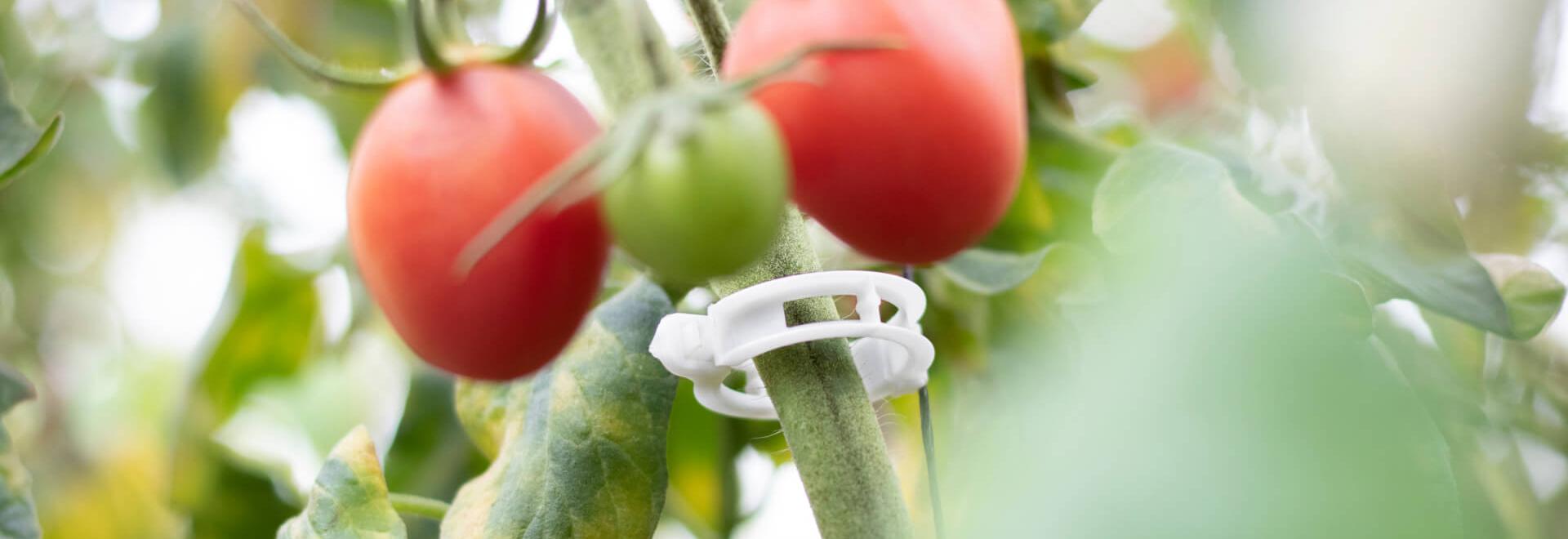 Soluciones BIO de ARaymond Agriculture para reducir residuos sin comprometer la productividad del cultivo