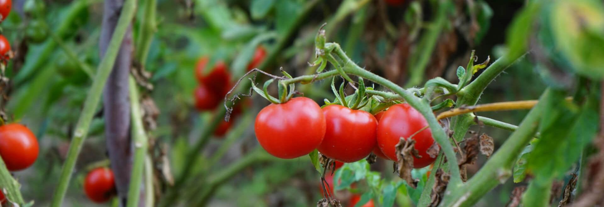 The future of nurseries: Efficiency, protection, and sustainability