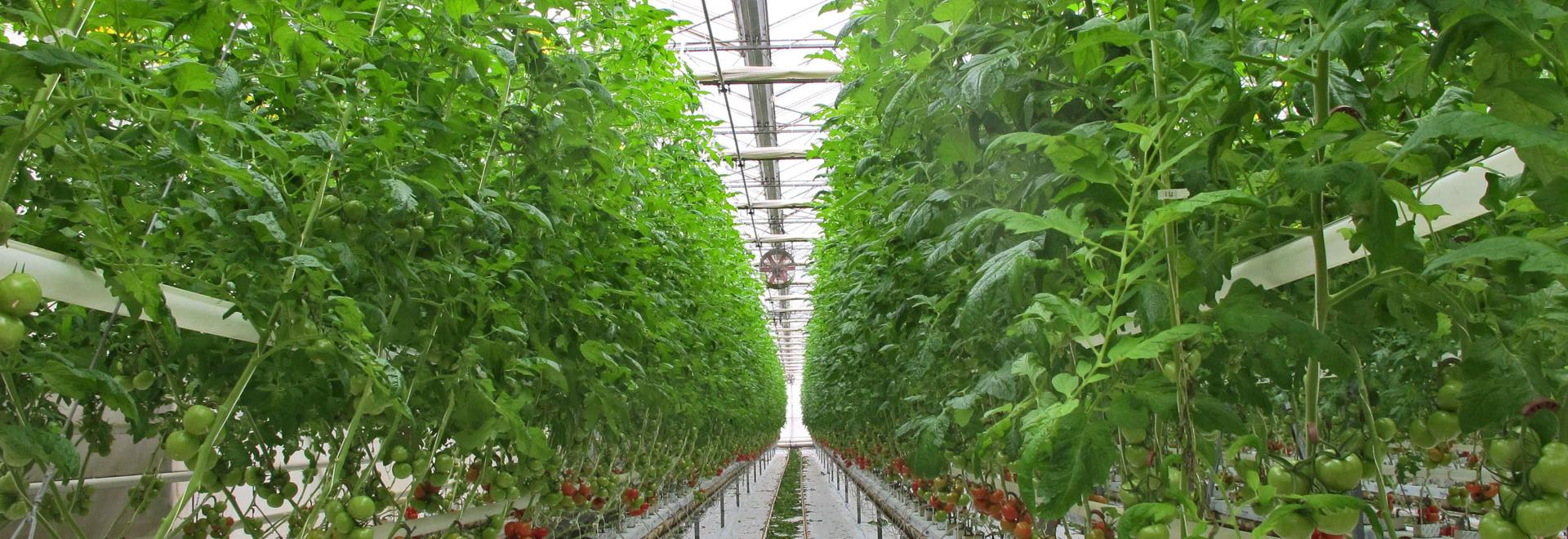 Fastening solutions that are intelligent, environmentally  friendly and profitable for crops