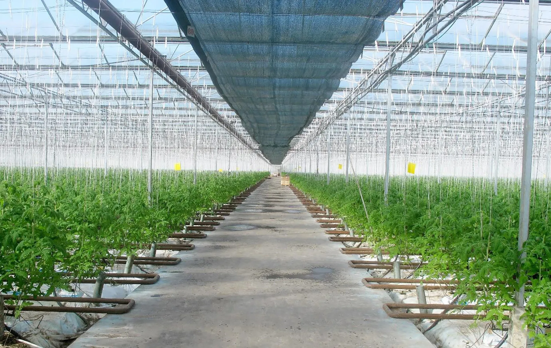 Classic Hooks_Greenhouse support